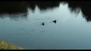 Prsata blondinka jaha svojega fanta